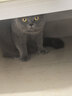 伟嘉猫粮成猫夹心粮 全价粮吞拿鱼1.3kg布偶蓝猫橘猫加菲英短猫咪 实拍图