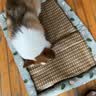 憨憨乐园狗窝夏季猫窝夏天垫子宠物凉席睡冰垫床泰迪大中小型犬用品藤编XL 实拍图