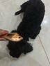 HELLOJOY狗狗拉毛梳泰迪美容蓬松造型猫梳子宠物狗毛猫咪毛梳毛刷针梳用品 实拍图