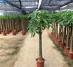 叹为观止大型植物发财树各种大颗盆栽开业乔迁客厅办公室内好养大型花卉 单杆发财树【1.5-1.7米】 含盆 实拍图