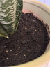 史丹利3L包装营养土园艺有机土通用型种花种菜养花专用泥炭土壤种植土 实拍图