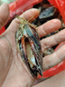 柒岛海捕大青口贝鲜活特大海虹淡菜新鲜冷冻海鲜贻贝青口贝水产 10斤(净重)  海虹开口是正常现象 实拍图