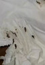 户净跳蚤诱捕器灭跳蚤灯跳蚤专用杀虫剂床上家用室内无毒除虱神器克星 一台装【跳蚤蚊虫主动送死】 晒单实拍图
