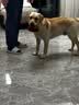 麦富迪狗粮 藻趣儿狗粮成犬粮牛肉螺旋藻 均衡营养15kg/30斤 实拍图