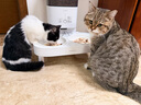 霍曼（Homerun）宠物智能自动喂食器猫粮定时猫咪自动投食机陶瓷双碗增高版PF20 实拍图