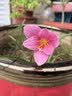 风雨兰种球四季开花重瓣风雨兰葱兰韭兰耐热耐寒庭院阳台盆栽花卉 18号多色混装 20个球 实拍图