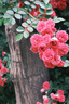 富士（FUJIFILM）X-S20 微单相机 15-45mm套机 AI智能对焦 750张续航增强 全新Vlog模式 高便携高性能  实拍图