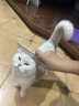它它台湾TAA它它彩色宠物美容师排梳FA19宠物狗狗猫咪精修铝柄梳子 入门款19cm-金色 实拍图