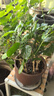 德沃多喜酸专用营养土15L园艺绿植盆栽养花土有机种植土种菜土壤椰糠土 实拍图