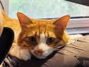pidan猫砂 纯豆腐猫砂2.4kg*4包强力吸臭不易带出 可冲厕所非膨润土砂 实拍图