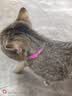 欢宠网猫驱虫项圈狗猫咪狗狗脖圈颈圈小狗小型犬猫猫小猫幼猫宠物跳蚤圈 实拍图