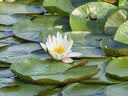 秦品轩陕西特产花生小米酥260g独立包装传统糕点怀旧零食休闲网红小吃 实拍图