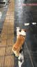 海洋之星冻干生骨肉双拼高鲜肉狗粮成犬幼犬粮1.8kg（鸡肉配方） 实拍图