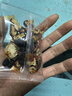 杞里香人参黄精五宝茶540g养生茶男人补品精肾茶包多宝茶送爸爸礼物年货 实拍图