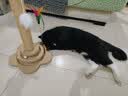 HELLOJOY猫抓柱剑麻猫抓板猫玩具耐抓耐磨不掉屑猫爬架立式自嗨解闷用品 实拍图