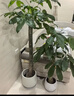 叹为观止大型植物发财树各种大颗盆栽开业乔迁客厅办公室内好养大型花卉 辫子发财树【1.5-1.7米】 含盆 实拍图