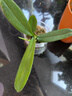 年宵花春节蝴蝶兰盆栽绿植花卉年货装饰过年四季开花大苗好养易活 光芒---【包开花】送营养液2包 小苗不带花剑 实拍图