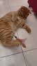 憨憨乐园猫玩具逗猫棒幼小猫猫咪磨牙玩耍耐咬互动自嗨玩具神器宠物用品 实拍图