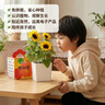 IAM City Farmer矮向日葵DIY儿童种植小盆栽种子植物盆栽幼儿园绿植趣味观察10095 实拍图