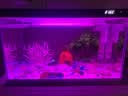 萌嘟星宠 鱼缸底砂白色水族箱细沙子装饰造景龟缸多肉装饰 白晶沙5斤 实拍图