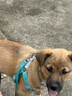茨格曼狗绳牵引绳狗链子胸背带遛狗绳子中小型犬宠物用品 实拍图