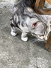多特思猫零食小轻松猫草猫条50支0肉粉0诱食剂排毛化毛成幼猫条软罐头 实拍图