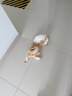 嘉派特宠物驱虫药猫咪狗犬用体内外同驱一体去虱子跳蚤宠物除虫药 0.67ml*1瓶 【犬用外驱】到手3支外驱 实拍图