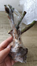 玫瑰花苗老桩绿植物盆栽月季蔷薇老根室内外阳台庭院特大花卉四季 37卡布奇诺（老桩苗四季开花） 实拍图