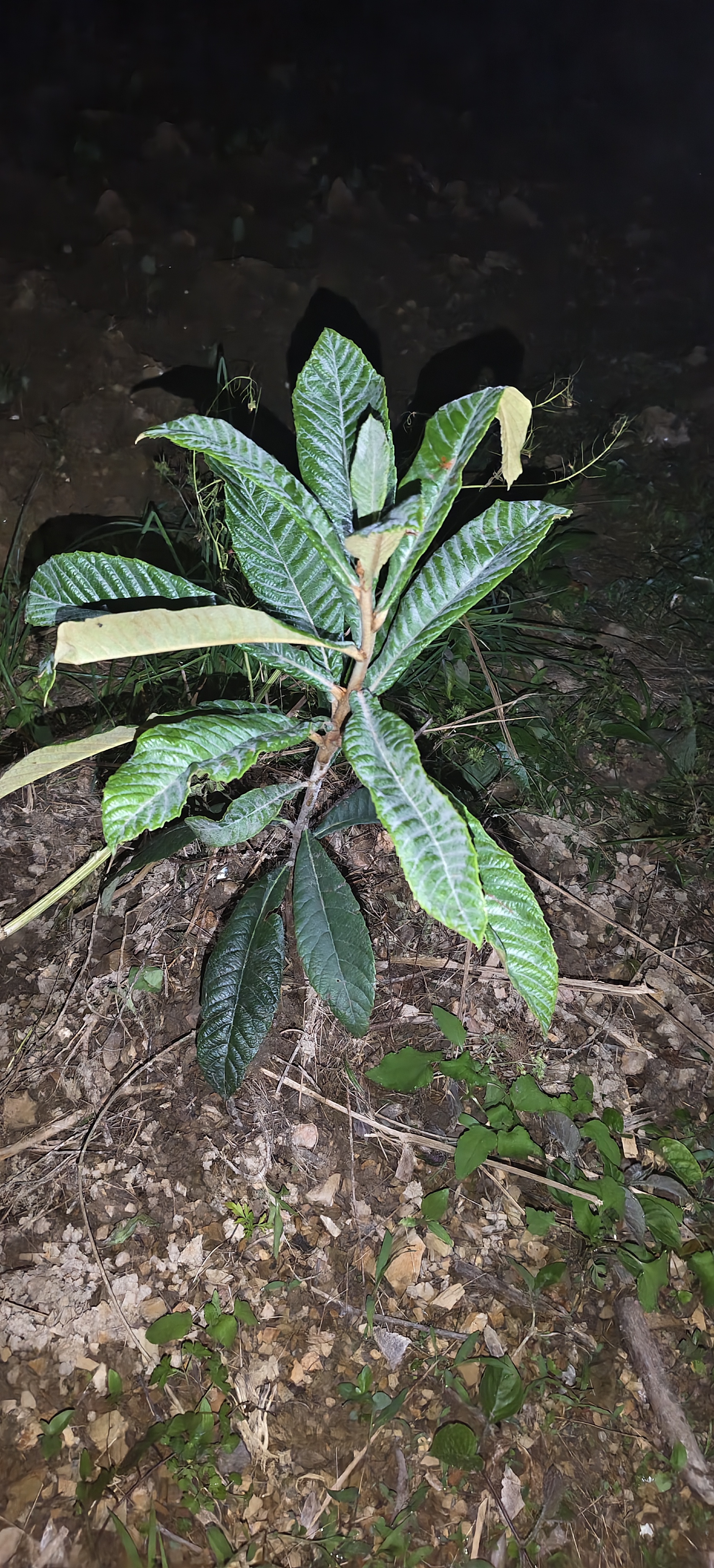 尔澜1cm大五星枇杷树苗果树苗露天种植水果苗木枇杷苗耐寒源头直发 实拍图