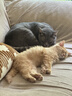 网易严选全价猫粮4.0 宠物主粮成幼猫无谷鲜肉护肠胃 鸡肉羊奶味1.5kg*6袋 实拍图
