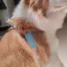 贝初众狗绳狗狗牵引绳中小型犬胸背带遛狗绳子比熊泰迪防挣脱不勒脖项圈 蓝色-S码【适6-12斤】+1.4米牵引绳 【轻盈舒适透气】 不卡腿/不勒肩 实拍图