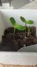 IAM City Farmer矮向日葵DIY儿童种植小盆栽种子植物盆栽幼儿园绿植趣味观察10095 实拍图