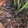 美乐棵 天南星科营养土养花花肥园艺种植土花土肥料盆栽绿植专用土壤8L 实拍图