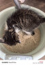 pidan猫砂 纯豆腐猫砂2.4kg*4包强力吸臭不易带出 可冲厕所非膨润土砂 实拍图