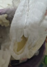 婴芽（YINGYA）拉拉裤XXXL码2包84片【16-18kg】婴儿超薄干爽尿不湿透气尿裤 实拍图