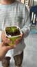捕蝇草盆栽猪笼草食虫植物夏季驱蚊食虫捕虫室内趣味绿植 美人齿 捕蝇草大苗 赠吸水盆栽好发货 实拍图