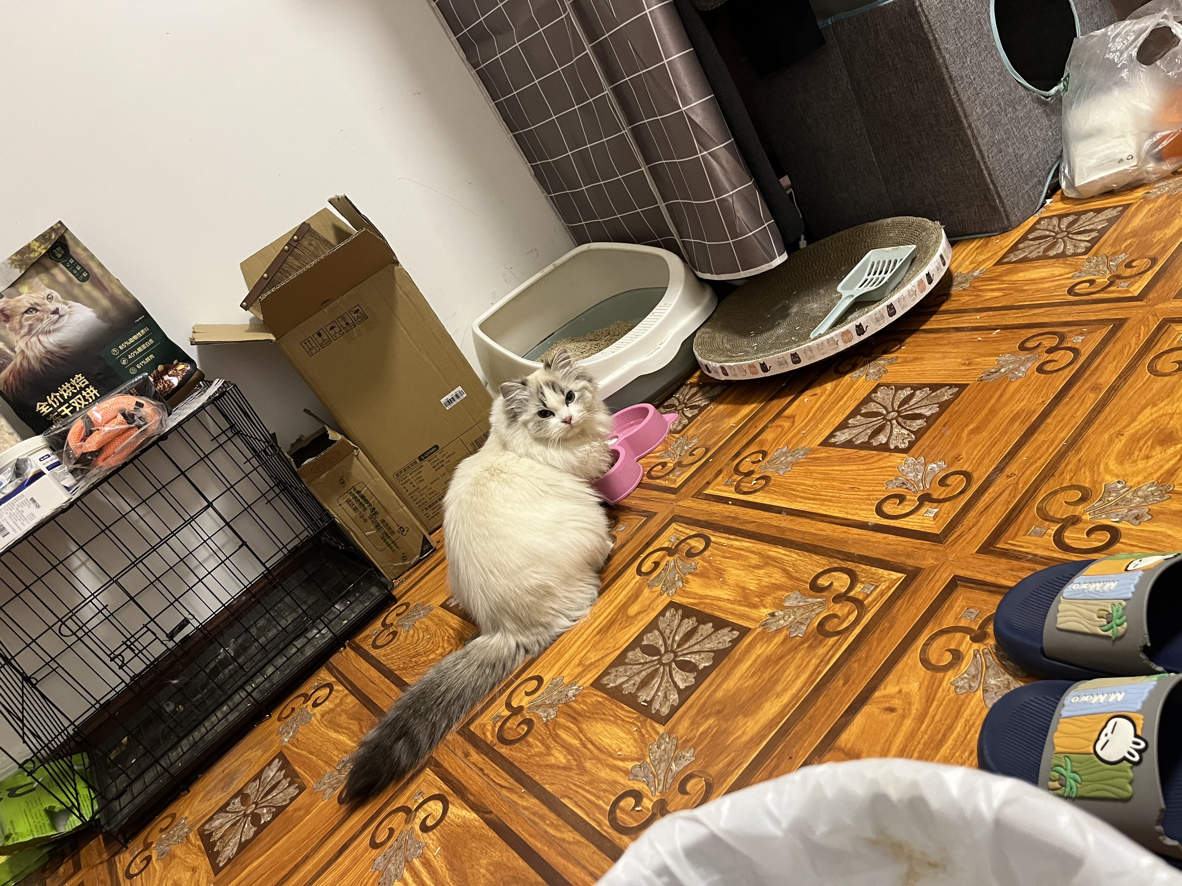 灵宠物语猫玩具猫抓板免打孔卡通自粘猫抓贴随处可贴不伤家具不掉屑耐磨 实拍图