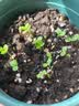 IAM City Farmer含羞草迷你盆栽幼儿园植物儿童种植小盆栽手工实验学生观察10026 实拍图
