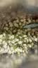 福茗源花草茶 茉莉花苞 特级品质横县三伏晴天茉莉花茶花蕾养生花茶100g 实拍图