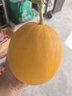 琪江果山东黄金蜜瓜 黄河蜜瓜当季新鲜水果整箱 黄金瓜净重4-5斤1-2个 实拍图