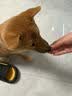 红狗 犬维生素软颗粒6g尝鲜装狗狗维生素犬用维生素宠物8合1配方 实拍图