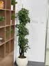 德沃多蓝莓专用营养土15L园艺种菜土壤绿植盆栽花土果蔬种植土 实拍图