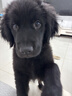 伯纳天纯专供款 中/大型犬全价幼犬宠物主粮羊肉蔓越莓味萨摩耶15kg/30斤 实拍图