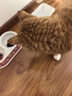 Orijen渴望猫粮 成猫幼猫粮 全价通用无谷原味鸡肉进口5.4kg效期26/12 实拍图