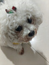 欢宠网宠物狗玩具狗狗自己玩解闷自嗨耐咬磨牙发声小狗幼犬遛狗逗狗神器 实拍图