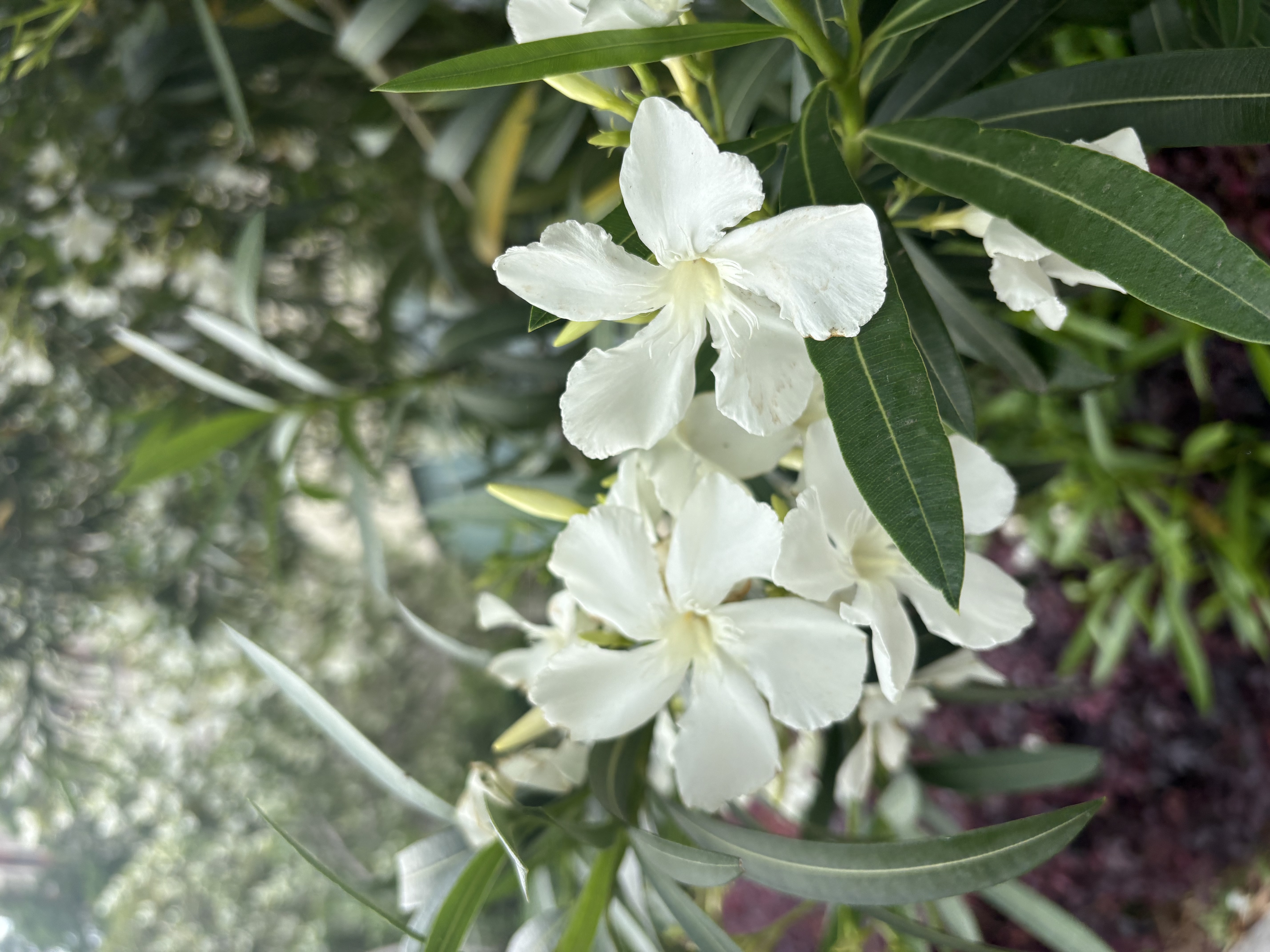 浪莎2件装少女内衣发育期9-18岁无痕抗菌薄款小背心初高中生大童文胸 实拍图