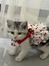阿莫尔猫咪衣服夏天薄款甜美连衣裙防掉毛布偶金渐层狗狗衣服吊带蛋糕裙 樱桃蛋糕裙【透气柔软】 XS（建议1-3斤 参考胸围背长） 实拍图