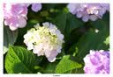 MEKE【L口】美科851.8se二代 L镜头85mm f1.8 SE二代自动对焦全画幅大光圈人像适用L口微单相机定焦 AF 85mm f1.8 SE 二代  （松下L口） 官方标配+（送高透UV+清 实拍图