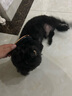 HELLOJOY狗狗拉毛梳泰迪美容蓬松造型猫梳子宠物狗毛猫咪毛梳毛刷针梳用品 实拍图