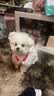 宜品达狗狗衣服夏季甜美可爱风连衣裙猫狗吊带蛋糕裙泰迪比熊透气蓬蓬裙 红色樱桃裙 S码-胸围35背长25【建议3-5斤】 实拍图